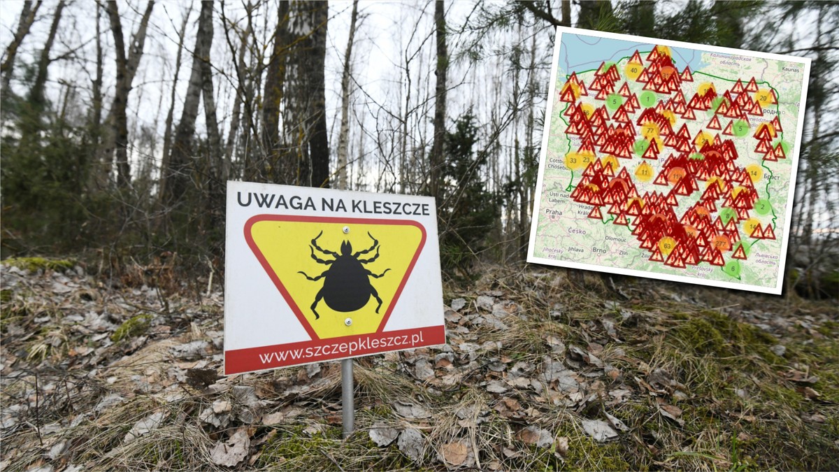 Plaga kleszczy nie tylko w lesie! Eksperci alarmują: coraz więcej przypadków boreliozy