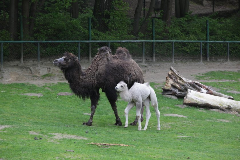 Wielbłądy w gdańskim zoo