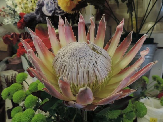 Protea