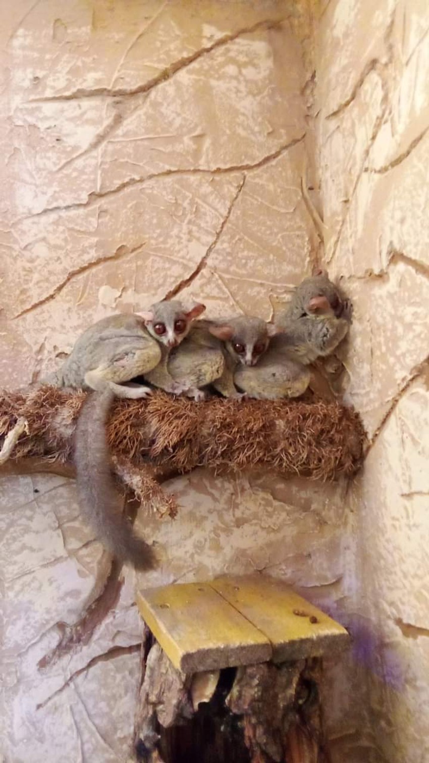 Senegalski galago na Paliću