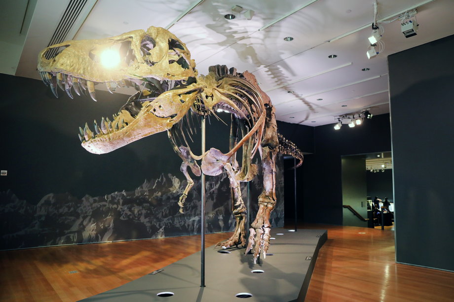 Szkielet tyranozaura o imieniu "Stan" na wystawie w Christie’s, Nowy Jork 2020 r.
