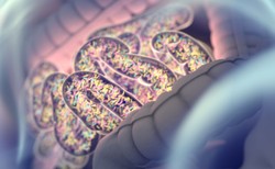 Powstał probiotyk na stan zapalny mózgu. Pomoże na stwardnienie rozsiane