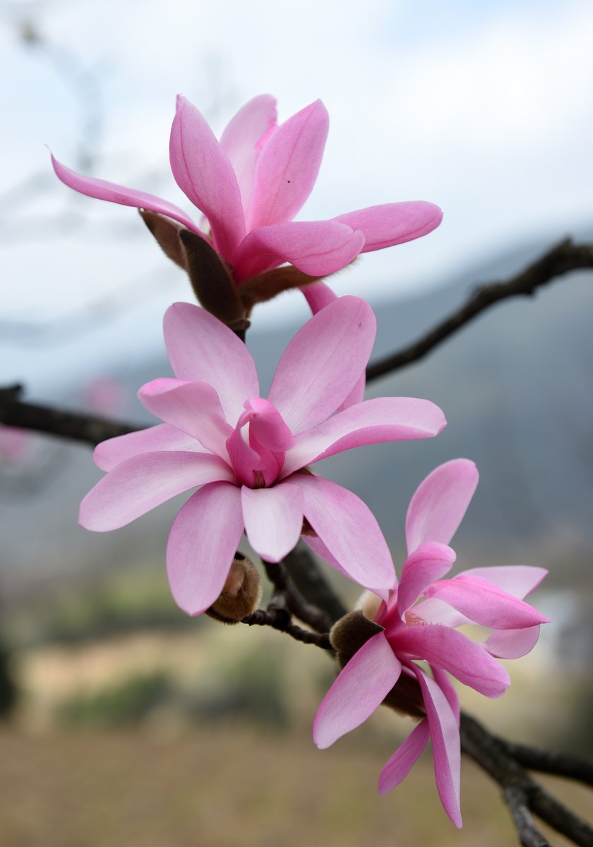 Jak pielęgnować magnolie?