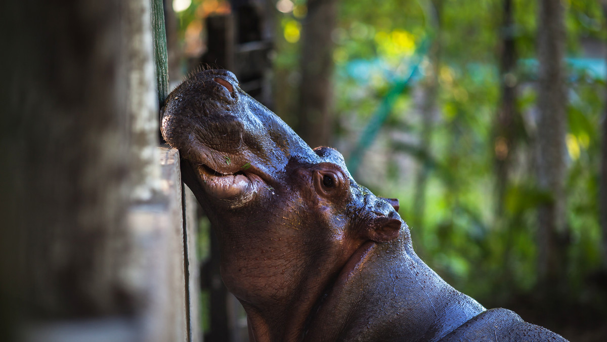"Kokainowe hipopotamy" Escobara największym wyzwaniem gatunków inwazyjnych świata