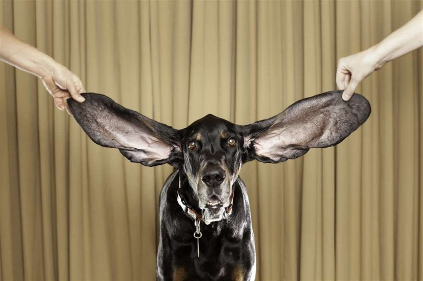 Pies z najdłuższymi uszami na świecie