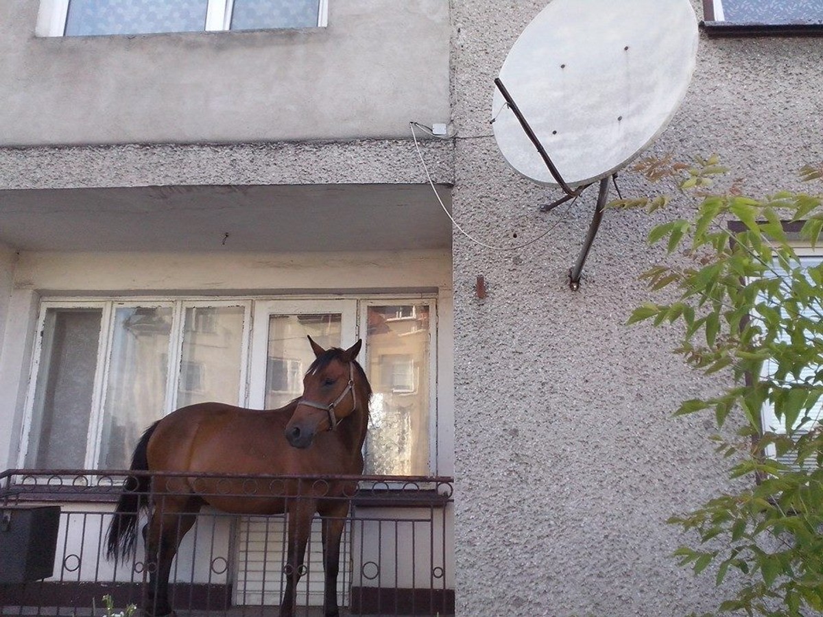 Koń na balkonie? Takie rzeczy tylko w Grajewie. Zobacz ZDJĘCIE