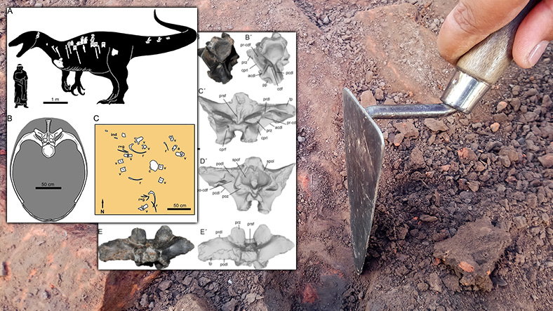 Maip macrothorax i jego porównanie z człowiekiem. Na dole po lewej stronie rozmiary jamy klatki piersiowej i rozkład znalezionych kości (fot. Immigrant92/shutterstock)