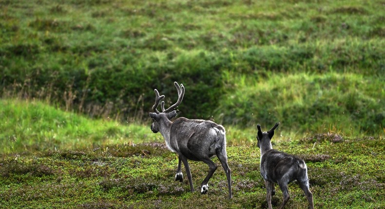 Reindeer during the 10th Arctic Race of Norway, Stage 2 a 153.4km stage from Alta to Hammerfest on August 18, 2023 in Hammerfest, Norway.Luc Claessen/Getty Images