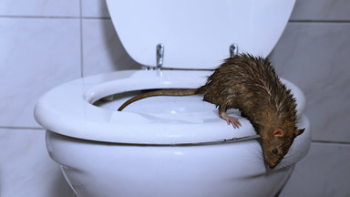 Wielkie szczury coraz śmielej wchodzą do brytyjskich domów