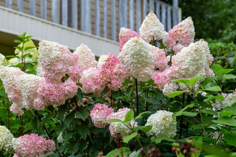 Hortensja bukietowa Vanille Fraise
