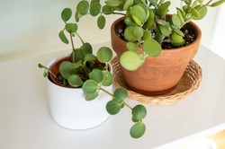 10 roślin przyciągających bogactwo i pieniądze: czy masz je w swoim domu?