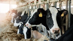 jak zabezpieczyć zwierzęta domowe i gospodarskie na wypadek kryzysu? [poradnik bezpieczeństwa]