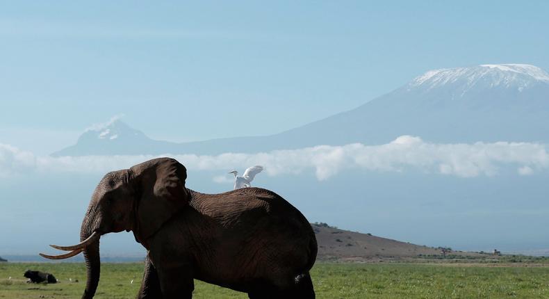 An elephant in Kenya's Amboseli National Park in front of Mount Kilimanjaro.