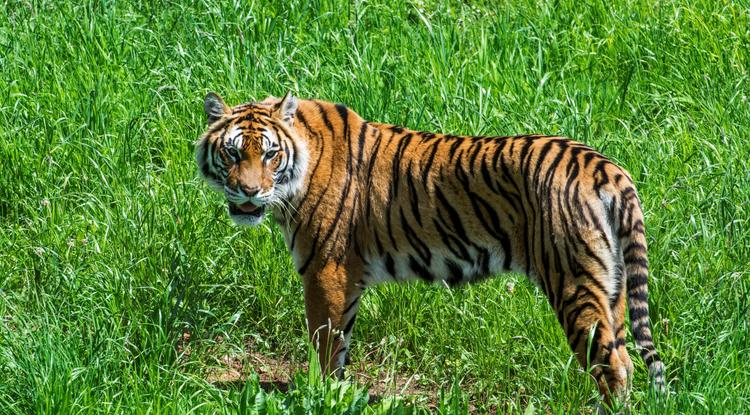 Az Indiában, Nepálban, Bhutánban és Bangladeshben őshonos bengáli tigris