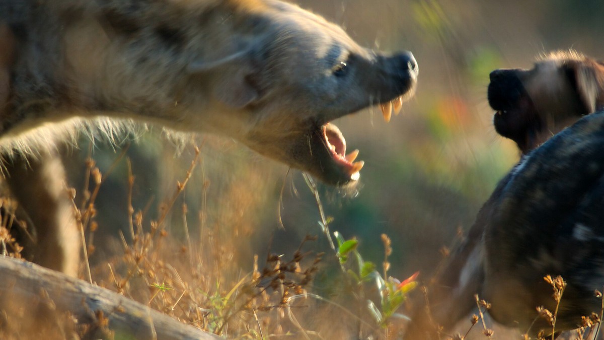 "Królestwo zwierząt"