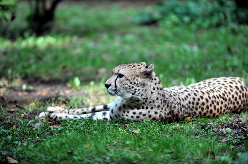 zaloty łódzkich gepardów w ZOO