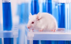 Sukces pionierskiej metody: Naukowcy zregenerowali mysie serca po zawale