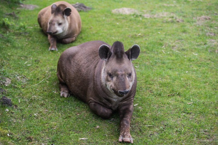 Poznańskie zoo zbiera pieniądze na budowę azylu dla zwierząt uratowanych z cyrku i nielegalnych hodowli