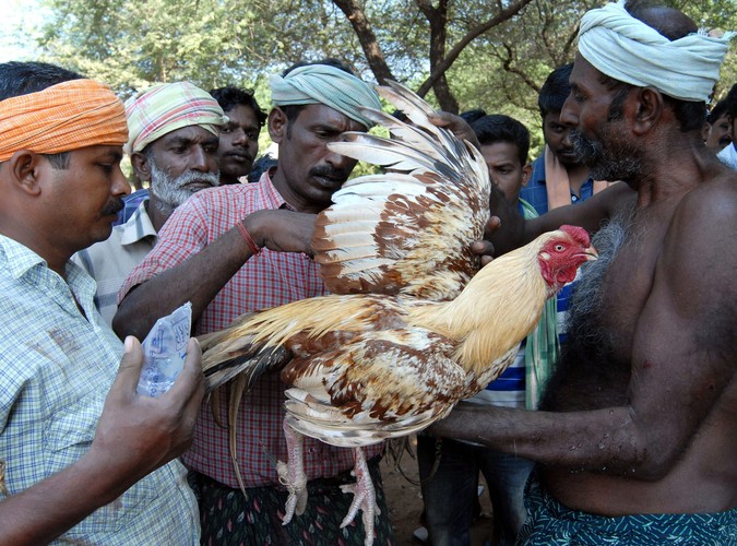 Ten kogut został ciężko ranny. Mężczyźni naradzają się, czy jeszcze jest w stanie walczyć. Zdjęcie wykonane w wiosce Poolamvalasu w Indiach