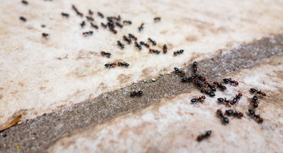 Oto najskuteczniejszy sposób na mrówki w domu. Koszt to 7 zł