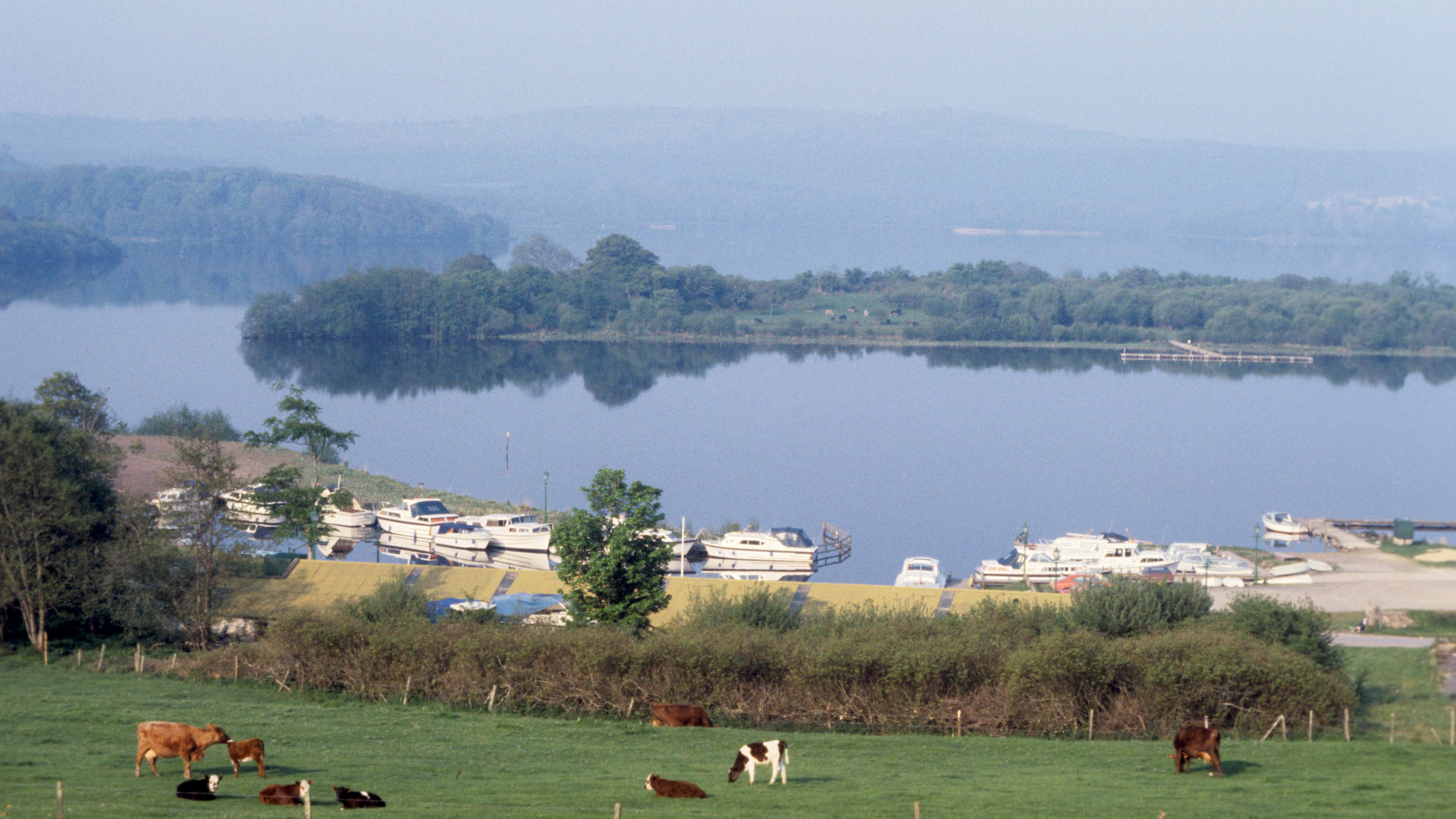 Invasive quagga mussel discovered in Northern Ireland - no way to stop it