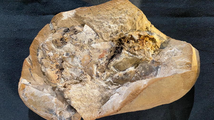 Badacze znaleźli skamieniałe serce sprzed 380 milinów lat, fot. Yasmine Phillips, Curtin University