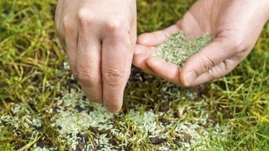 Jak założyć trawnik: kiedy i jak najlepiej siać trawę