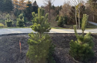 Bogactwo drzew w Ogrodach Szczytnickich