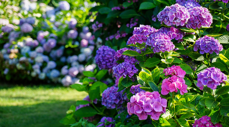 Eláruljuk, mit érdemes a hortenzia mellé ültetni / Fotó:  Shutterstock