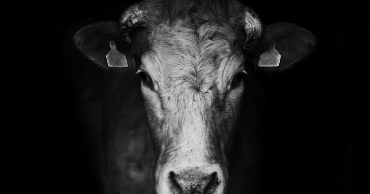Ktoś zabija krowy i wycina im organy. Dlaczego?