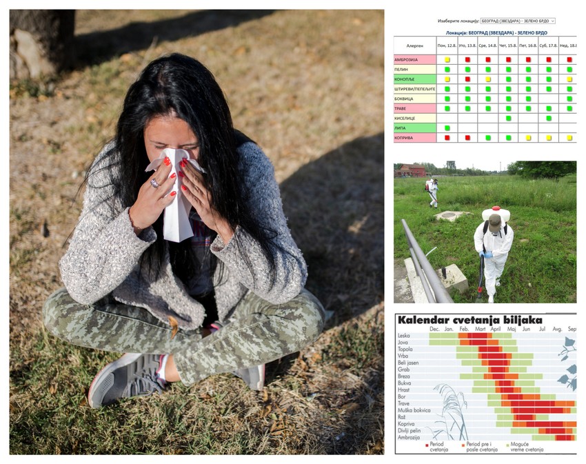 Skoro da nema pomoći protiv ambrozije