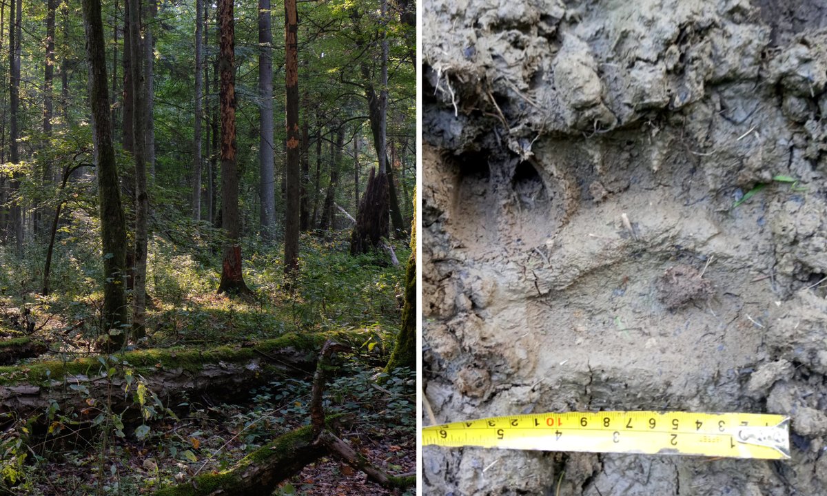 Leśnicy z Piwnicznej odkrywają tajemniczy ślad w lesie. "Mamy właściciela tropu"