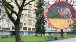 Obława na kangura na ulicach Krakowa. Mieszkańcy w szoku. "Myślałem, że mam zwidy"