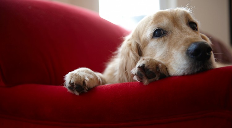 A Golden retriever is az egyik leghűségesebb kutyafajta Fotó: Getty Images