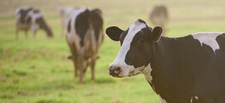 Nie tylko CO2. Inne gazy cieplarniane też stanowią zagrożenie dla klimatu