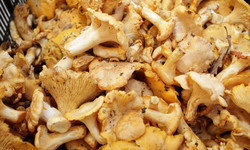 Kurka - grzyby, które warto jeść. Przepisy z kurkami