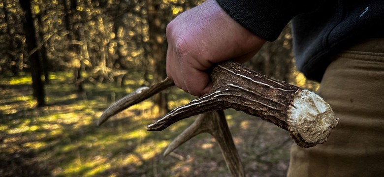 Zaczął się sezon na "zrzuty", ale nie wszędzie jest to legalne. Za ile można sprzedać znalezione w lesie poroże?