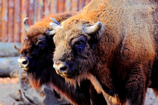 Żubry we wrocławskim ZOO Fot Kacper Kowalczyk