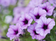 Surfinia (petunia)