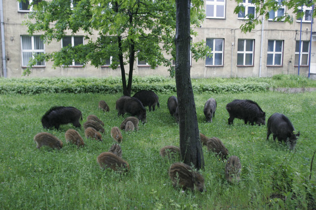 Dziki tracą lęk przed człowiekiem i coraz częściej spotkać je można w polskich miastach