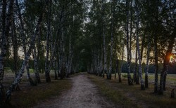 Kobieta napastowana w Lesie Kabackim. Policja szuka sprawcy