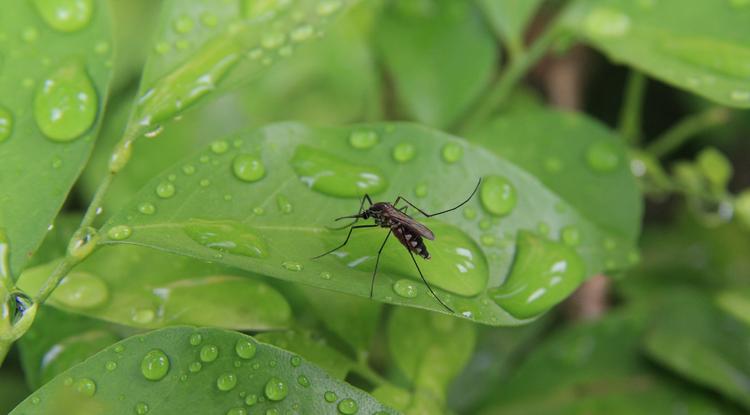 A legjobb növények a szúnyogok ellen Fotó: Getty Images