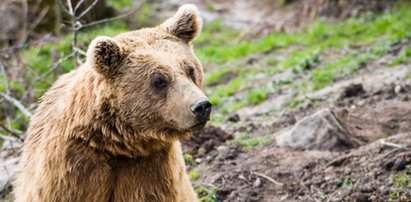 Groza w Bieszczadach. Niedźwiedź podchodzi pod domy, wójt daje instrukcje jak się zachować