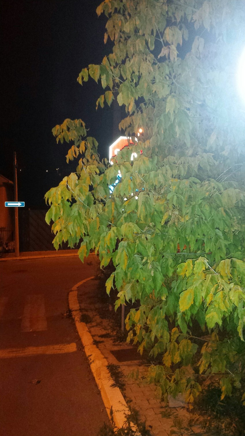 Znak "STOP" sakriven u krošnji drveta na uglu Ulica Mačkov kamen i Vaska Pope