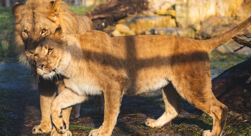 Atrakcji w zoo nie brakuje. Można zobaczyć m.in. lwy