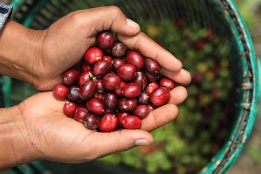 Indonesia, Farmer Holding Freshly Organic Coffee Beans, Red Coffee Cherries, Raw Berries Coffee Beans