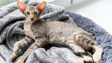Dlaczego kot sika na łóżko? Może to być zwiastun większych problemów
