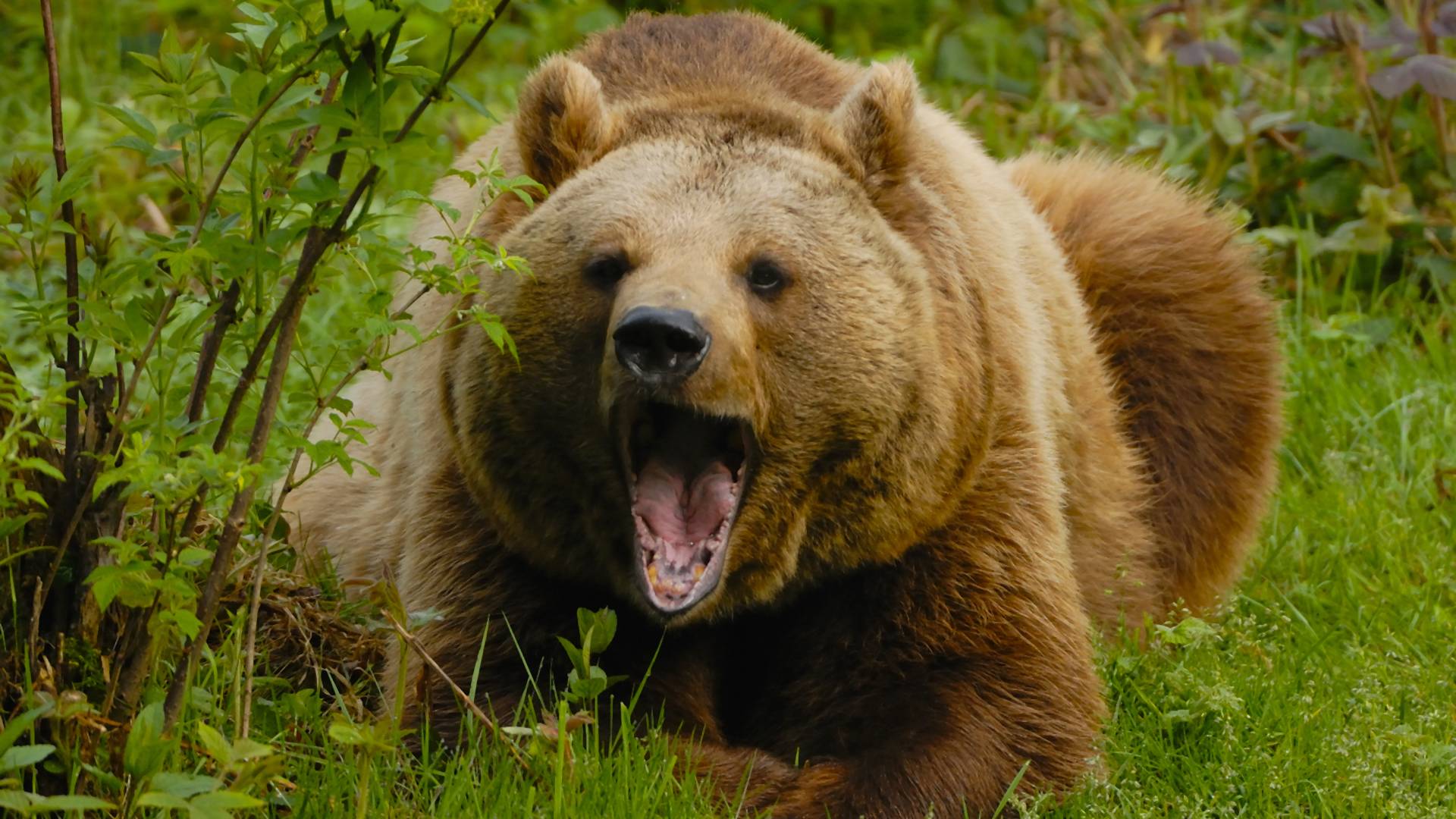 A semmiből támadt a medve: megsérült egy 67 éves férfi