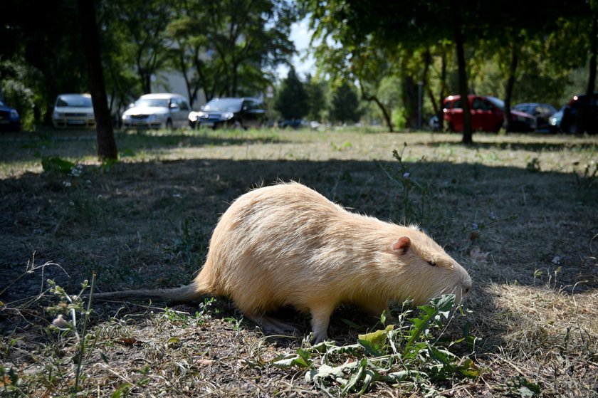 Karolina jest szczęśliwą właścicielką nutrii !