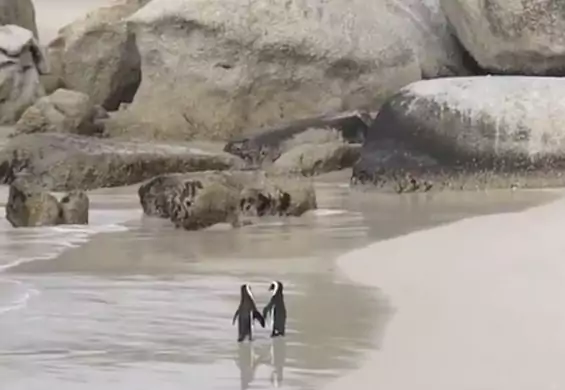 Romantyczny spacer pingwinów rozczula Internet [wideo] ♥